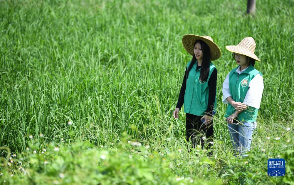 天天斗地主游戏下载